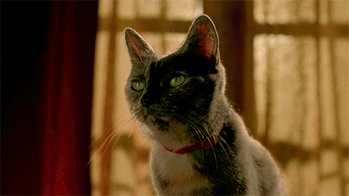 myellenficent:    “Luck is like the Tour de France. You wait, and it flashes past you. You have to catch it while you can.” Le fabuleux destin d'Amélie Poulain (2001) dir. Jean-Pierre Jeunet 