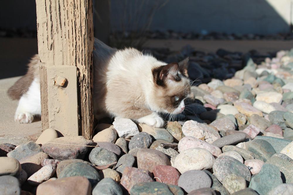 tardthegrumpycat:  The Daily Grump | December 29, 2012