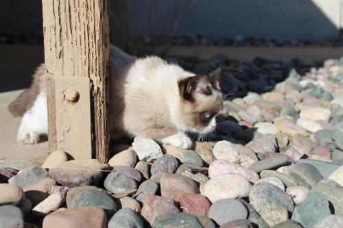 tardthegrumpycat:  The Daily Grump | December 29, 2012