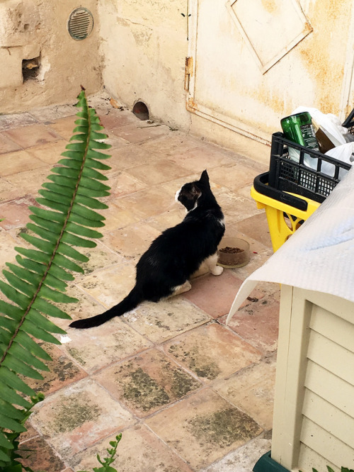 マテーラのねこ