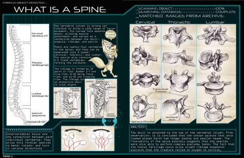 Bone portfolio from last semester. 