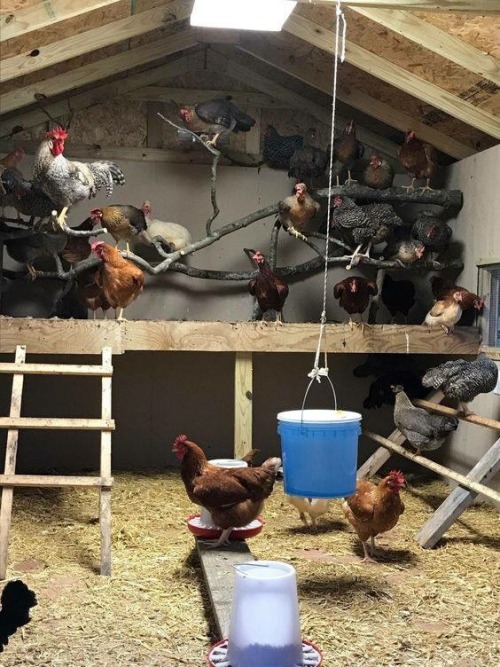 I love the interior of this chicken coop, it’s like something out of a Hitchcock movie 