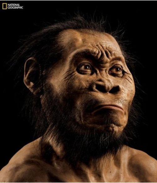 sixpenceee:New Human-Like Species DiscoveredScientists have discovered a new human-like species in a