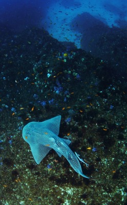 thelovelyseas:  My favorite ray by Juan Vega