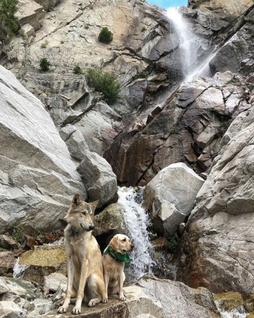 It’d be weird if we went hiking &amp; didn’t visit at least one waterfall. #ScullyPup #WildlingWande