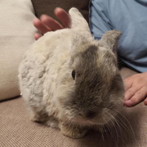 rabbitsoverload:bean’s hoping everyone is doing ok