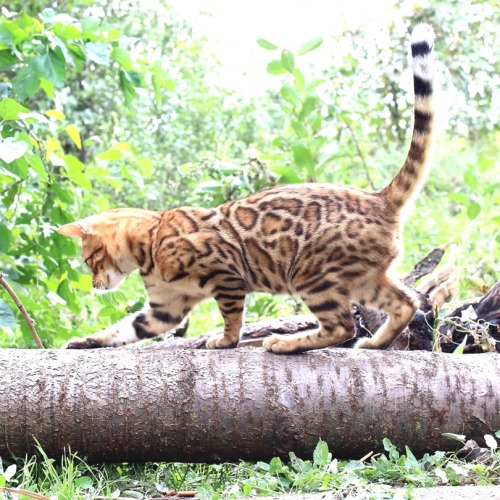 Bengal kitten roaming in the wild