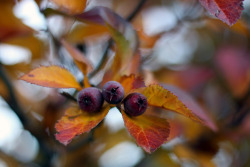 rivermusic:  Amber and Ruby: Hawthorne leaves