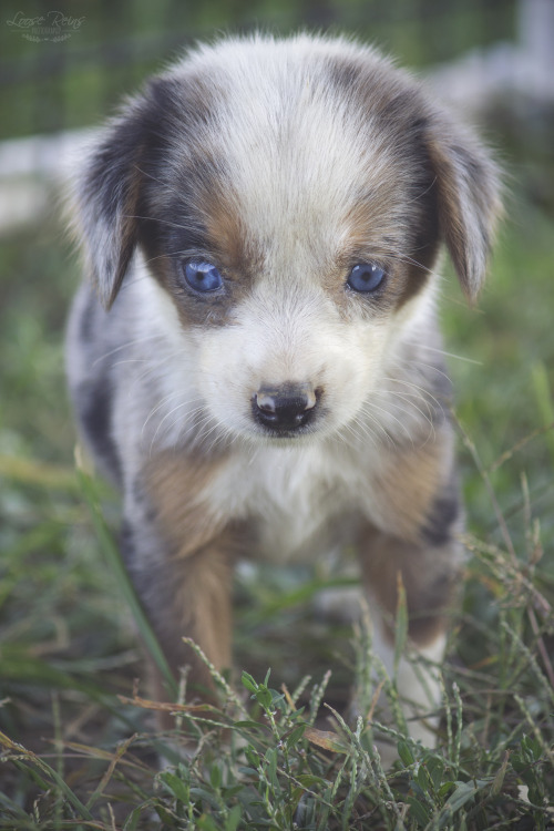 Beautiful blue eyed Australian Shepherd/Beagle mix from the farm in Kentucky.