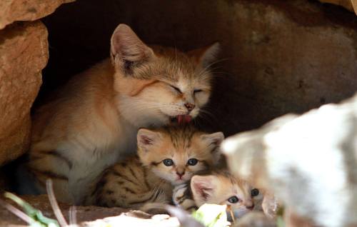 typhlonectes:Sand Cat Kittens Born at Tel Aviv Zoo Rotem, a rare Sand Cat at the Zoological Center T