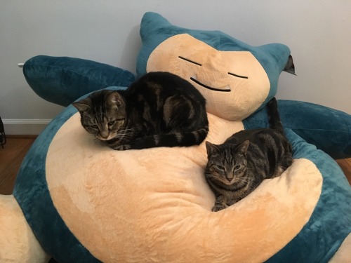 I&rsquo;m sorry but here is some more cats on Snorlax because I am dying from how adorable this 