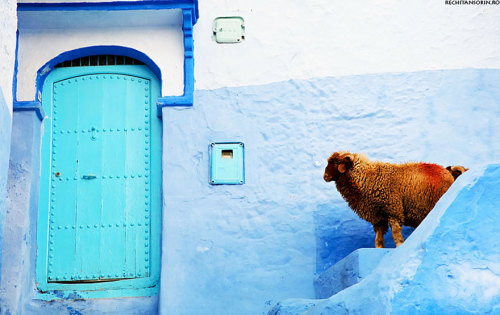 salahmah:  Chefchaouen, a small town in northern Morocco, has a rich history, beautiful natural surr
