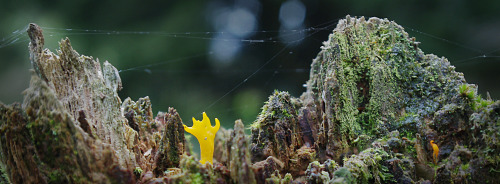 Here&rsquo;s a lovely, lichenous post with Calocera viscosa - antler fungus sprouting from it.&n