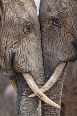 blazepress:  Elephants in love.