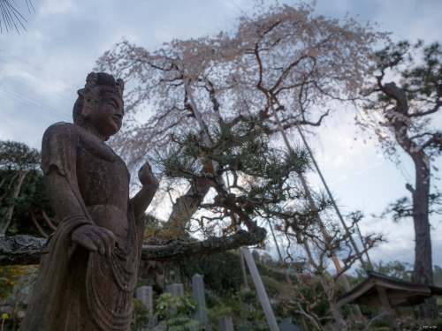 いつもお世話になっているお寺様にて。樹齢300年の枝垂れ桜が今年も花をつけてくれていました。Cherry blossoms 2022. The weeping cherry tree, said to