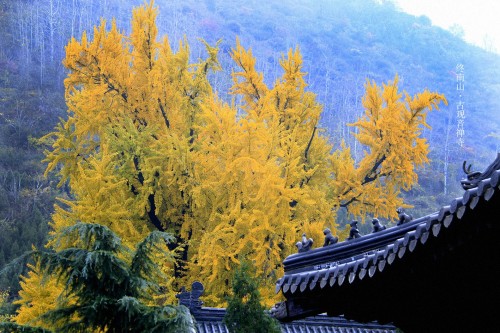 fuckyeahchinesegarden:Ginkgo season in China. Location: 古观音禅寺.Gu Guanyin Chansi (Old Guanyin Zen Tem
