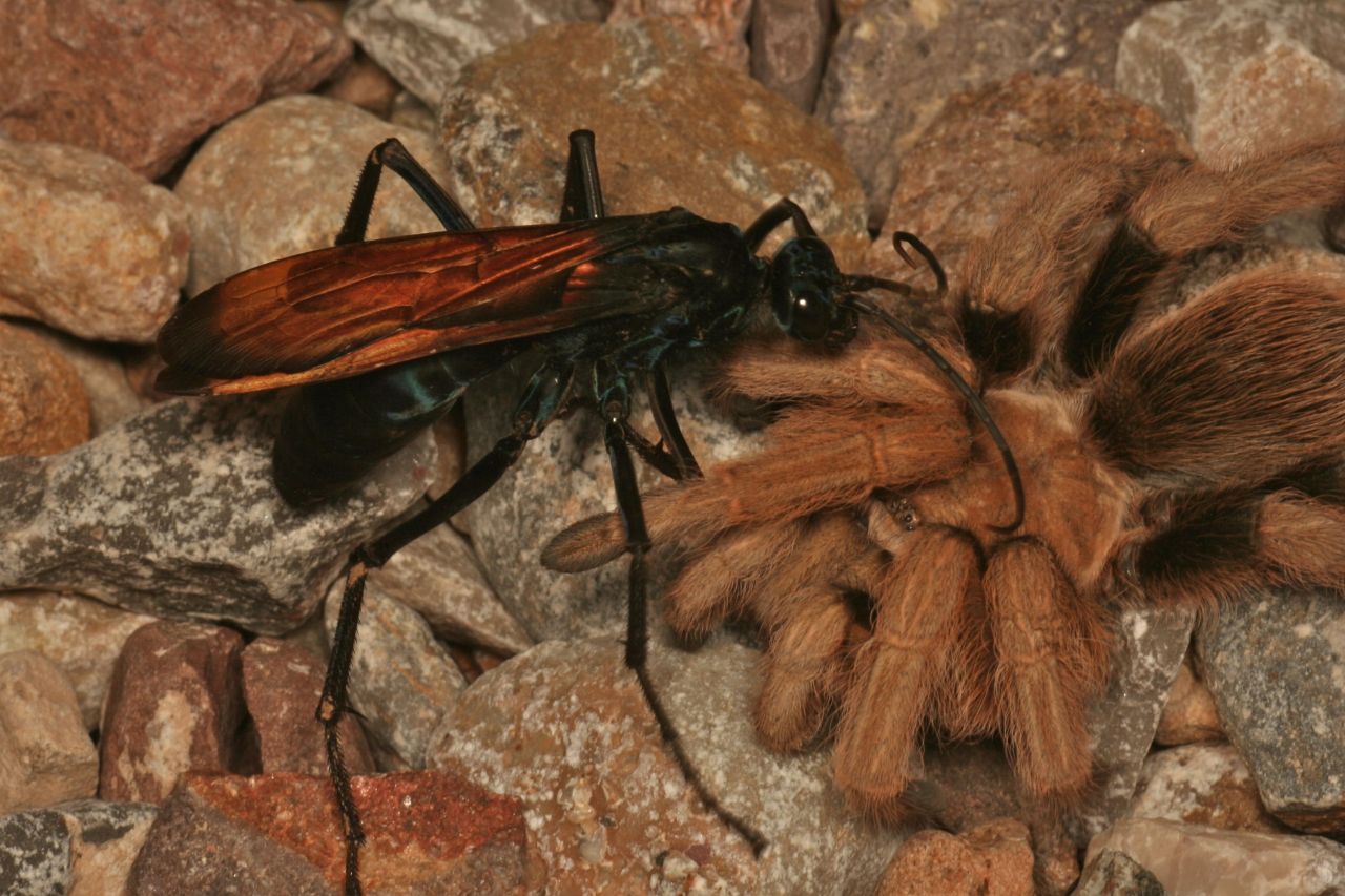 fangirls-are-cool:  thatscienceguy:  So, You’re scared of spiders? Ever heard of