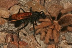 kinkypiefb:  justthatrandomperson:  yangdork:  thatscienceguy:  So, You’re scared of spiders? Ever heard of a Tarantula Hawk Wasp? In the picture this wasp is dragging the paralyzed spider down into a hole where a wasp egg will be implanted into its