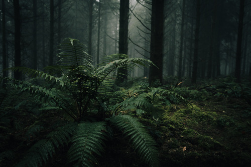 ardley:November Pines, Somerset UKPhotographed by Freddie Ardley | website | instagram