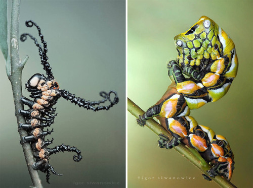 itscolossal:Radically Unusual Caterpillars Captured by Photographer Igor Siwanowicz