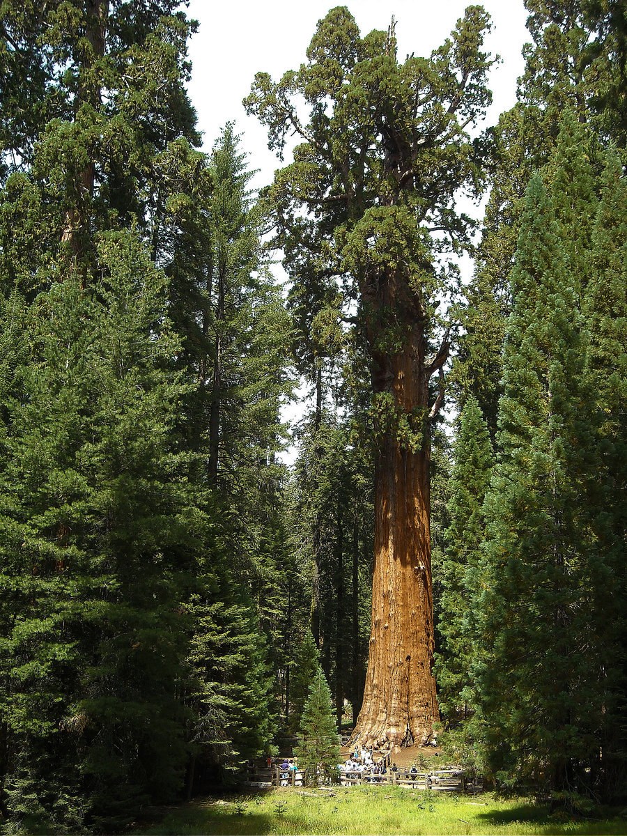 science-junkie:  Why trees can’t grow taller than 100 metres TYPICALLY, the taller