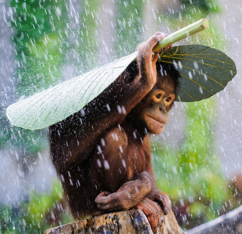 Orangutans often use a large leaf as an umbrella when it rains. This one found a taro leaf to keep i