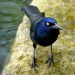 todaysbird:friends in matching outfits!!!