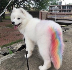 nothingweirdhere:  doggo says gay rights babey!!! 