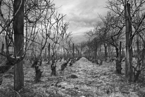 Fourilles, 2010Dans une des dernières vignes du vignoble de Saint-Pourçain plantées comme autrefois,