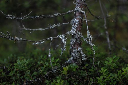 shadecraft-blog:Karelian forest_06 by AderhineWoods in Karelia, RussiaAugust 2015© Aderhine pho