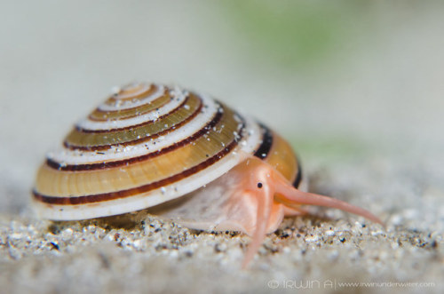 ainawgsd:    Architectonica perspectiva, common name the clear or perspective sundial shell, is a species of sea snail, a marine gastropod mollusk in the family Architectonicidae, which are known as the staircase shells or sundials.  The snail is common