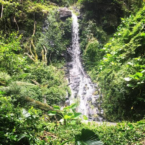 enchantedadventurer:  Serenity #nature #waterfalls #sky #sun #summer #rainforest #beautiful #pretty 