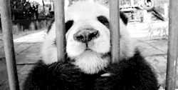 i think i love pandas