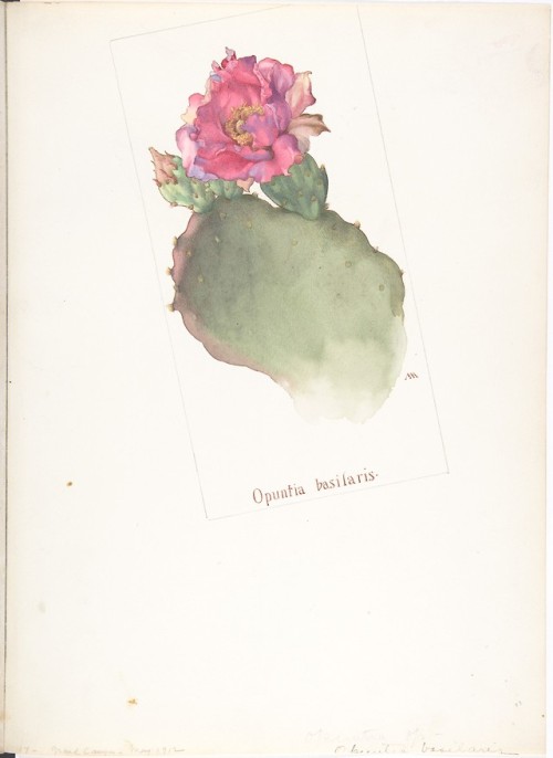 Margaret Neilson Armstrong, Opuntia Basilaris, 1912 (source).