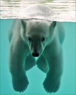 funnywildlife:  Vicks, the swimming polar