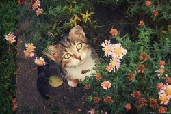 magical-meow:  In the flowers by ZoranPhoto ~