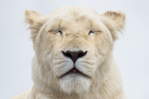 A beautiful African Lioness captured at West Midlands Safari Park.