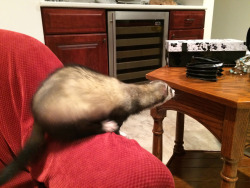 theropegeek:  bob-artist:  Oh, Tux. ;_;  You tried.   ferret = mecoffee table = not failing at life