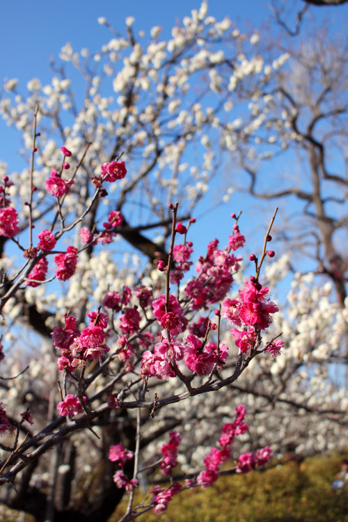 Back in March, I met with Mia and Iona to have a picnic with the plum blossoms. As I am still avoidi