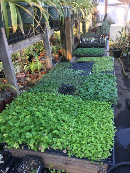 lettuce, scallions, and onion starts blooming 