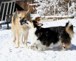 Lucycardi:  Sofi May Look Fierce, But She And Milo Really Do Love Each Other.  