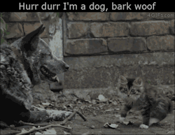 wolf-and-kitten:  I laughed way too hard