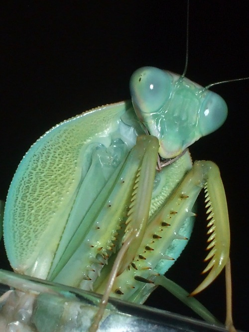 venomthroughtheveins:giant shield mantis