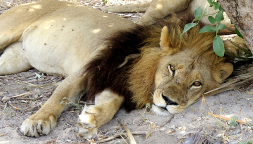 ainawgsd:Though uncommon, maned lionesses have been regularly sighted in the Mombo area of Botswana&