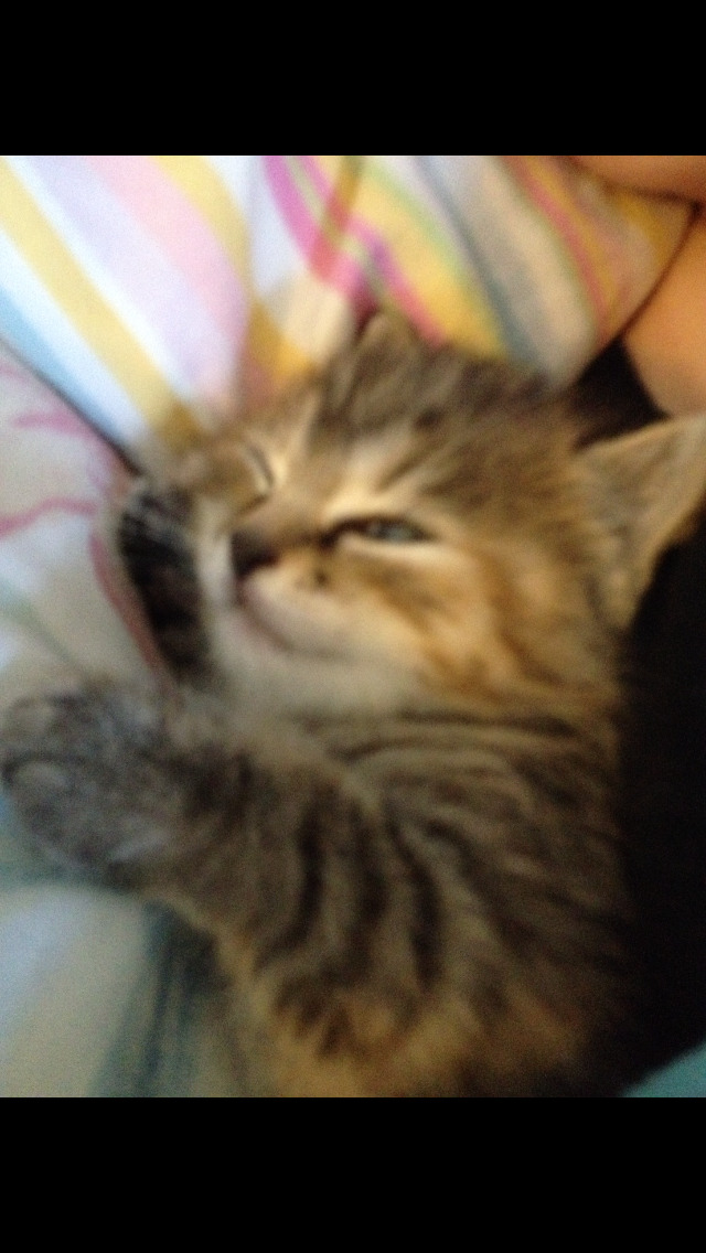 Unflattering Cat Selfies