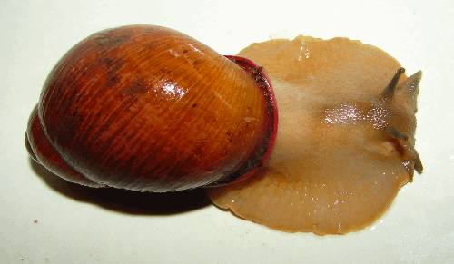 Melting Snails in South America