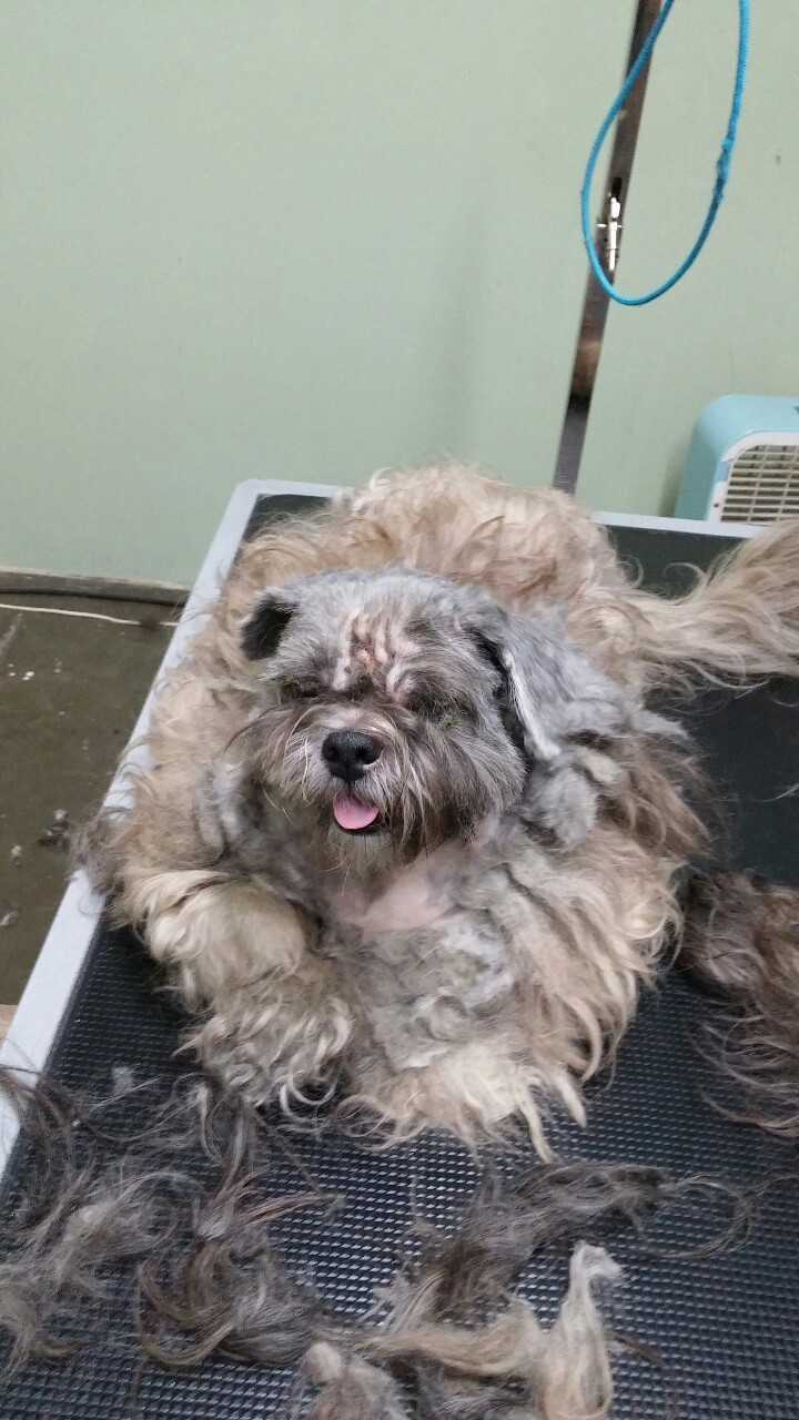 lilfoxtrot:  I don’t think I’ve ever seen a dog that looked like this in person???