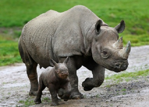 Black rhinos are solitary animals except for when the females are in heat.  A mating pair will 