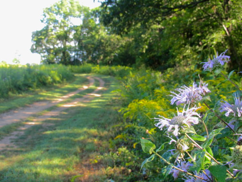 Bee balm, Monarda fistulosa, along the path, August.