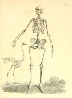 nemfrog:  Plate 4. Skeltons of a female human